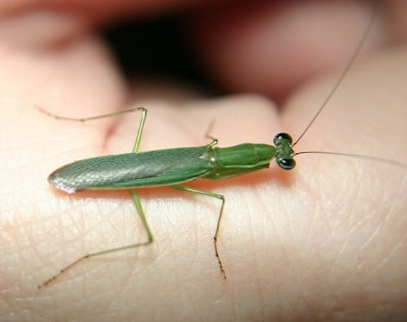 Bọ[-]ngựa[-]kiến[-]trưởng[-]thành[-]có[-]hình[-]dạng[-]không[-]khác[-]nhiều[-]bọ[-]ngựa[-]thông[-]trường.